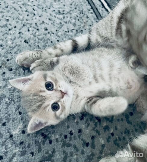 Шотландские котята