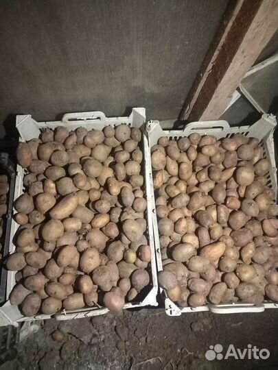 Семенной картофель голанка