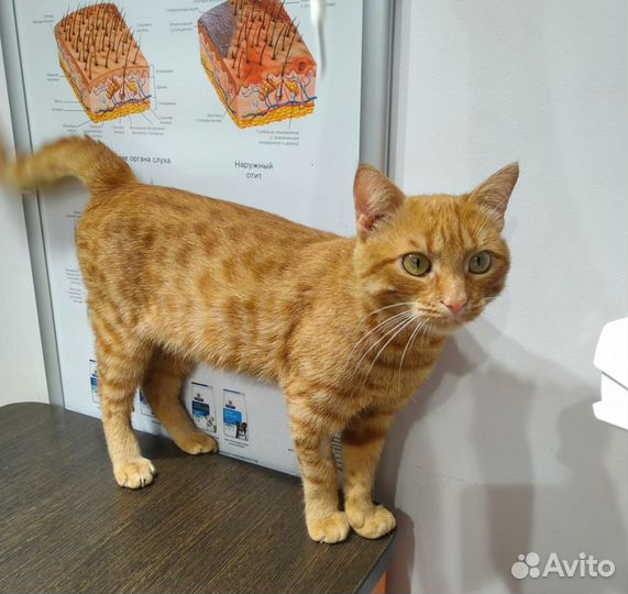 Кот в добрые руки
