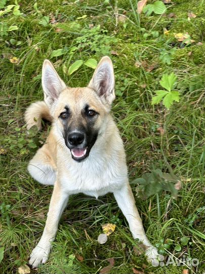 Нашлась собака