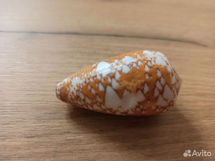 Морская раковина