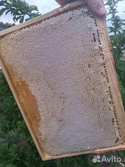 Мёд,Мед 3 сорта 2023