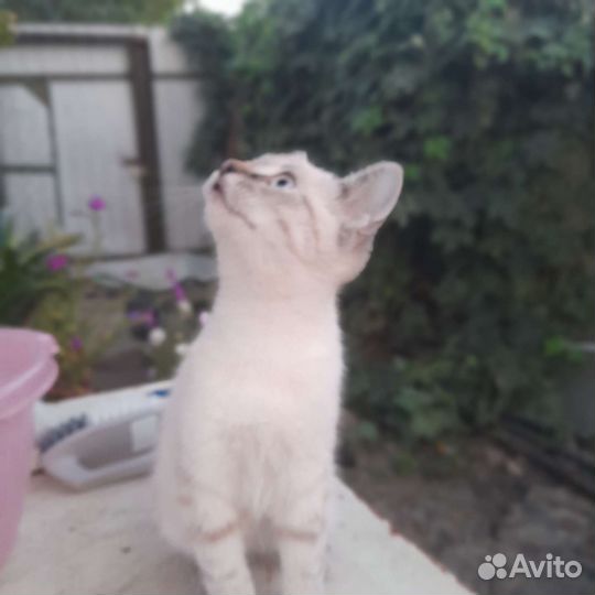 Котик ловит мышек, птичек