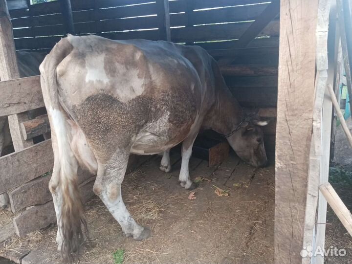 Корова стельная дойная