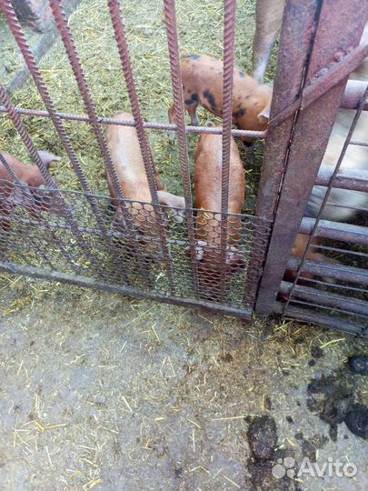 Поросята помесь ландрас дюрок