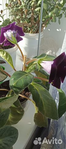 Глоксиния Виолацеа