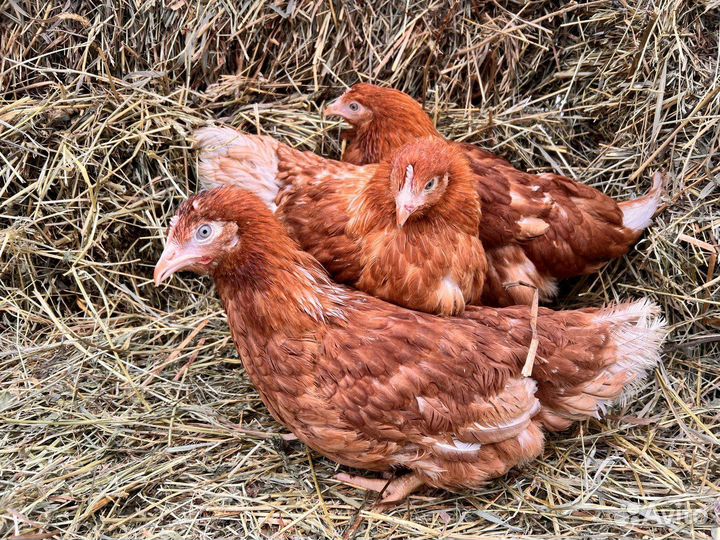 Куры молодки