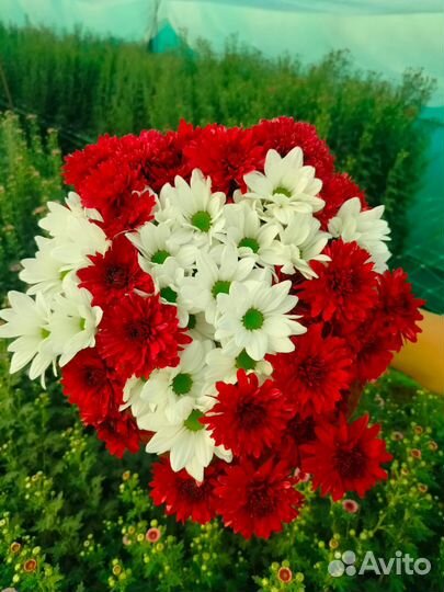 Хризантема