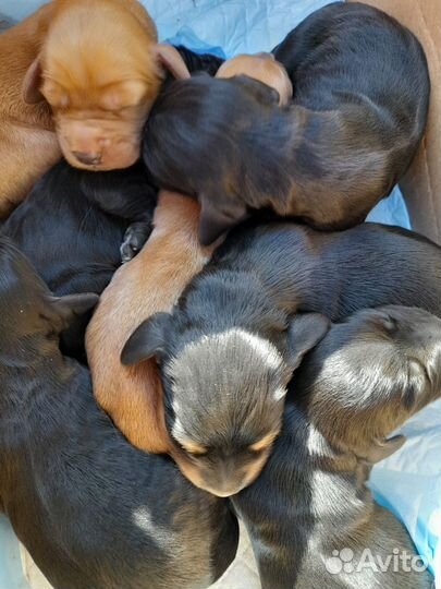 Английский Кокер Спаниель щенки