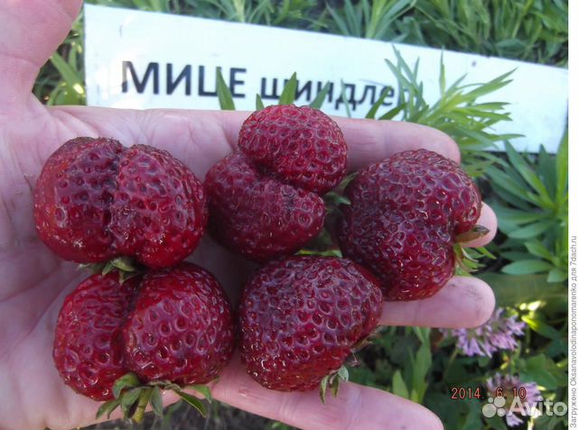 Мице шиндлер клубника фото