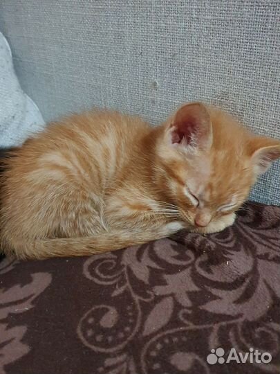 Котёнок бесплатно