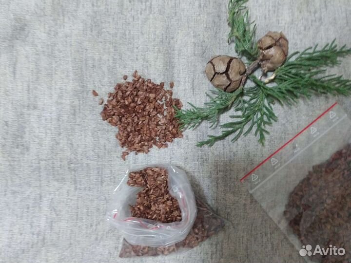 Семена Кипариса