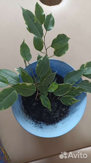 Фикус Бенжамина. Перец декоративный