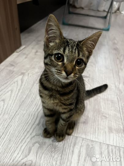 Кошки в добрые руки