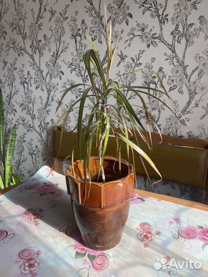 Драцена пальма