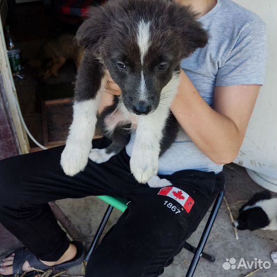 Отдам в добрые руки