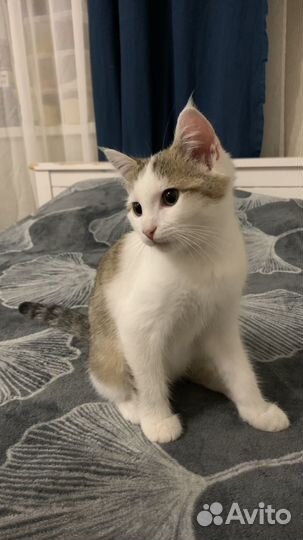 Котенок 3 месяца