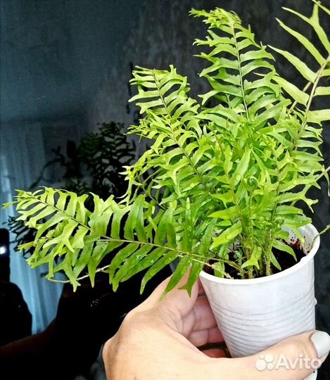 Папоротники для дома