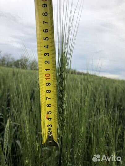 Семена Канадской озимой пшеницы рс1