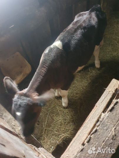 Телята телочки