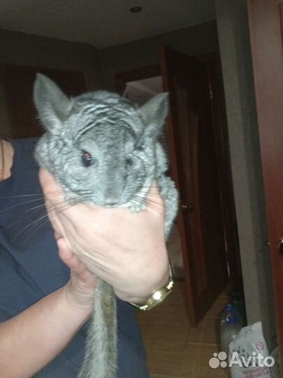 Серебристая шиншилла вязка