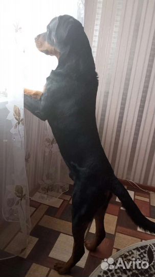 Вязка ротвейлера