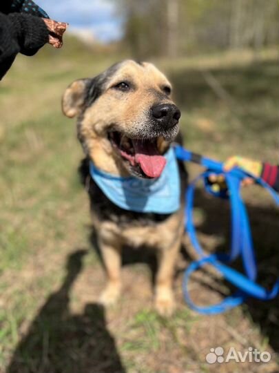 Спокойная собака - улыбака ищет дом