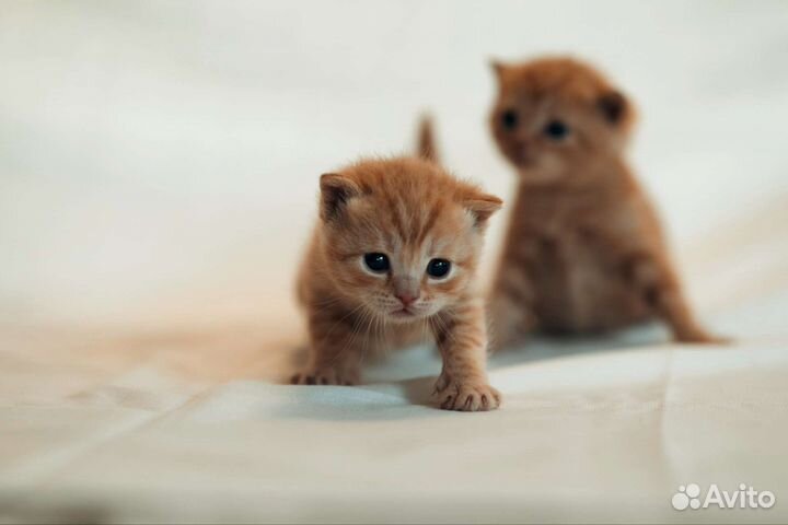 Котята