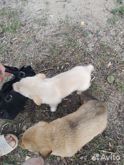 Собаки щенки