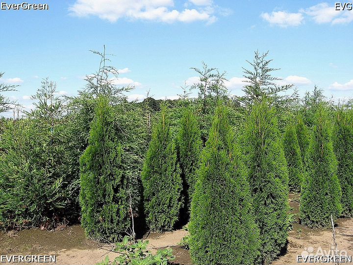 Туи для изгороди