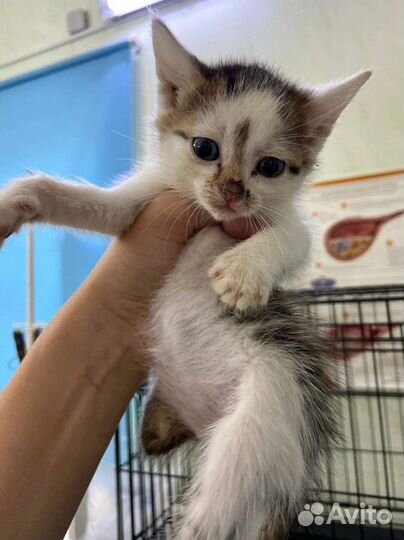 6 котят в добрые руки