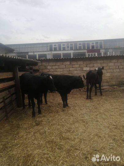 Бычки на откорм