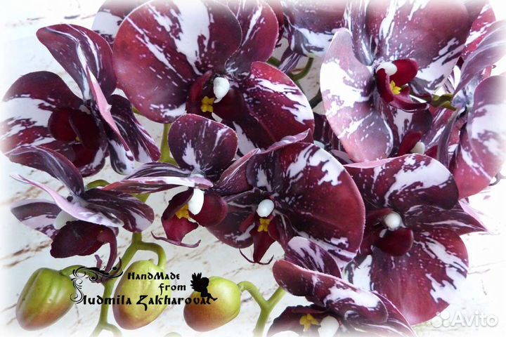 Орхидея интерьерная 