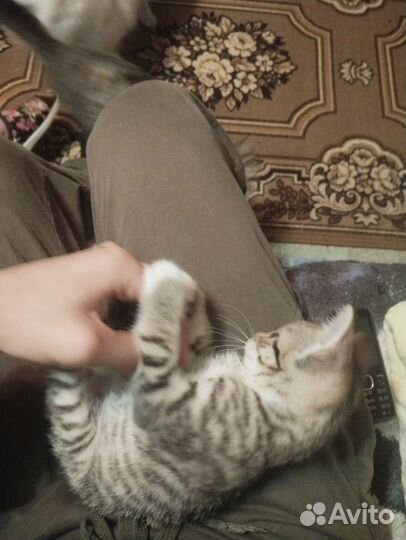 Отдам котика