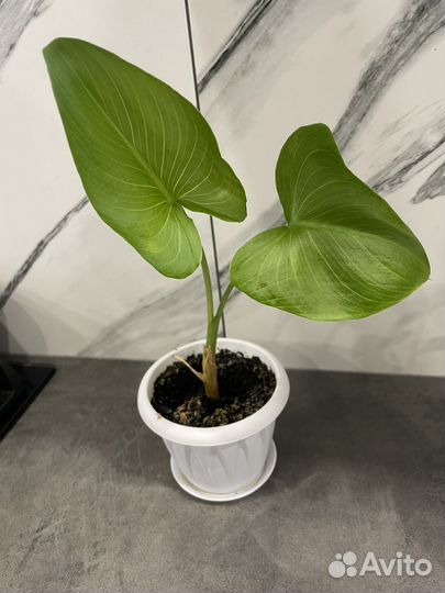 Комнатные цветы