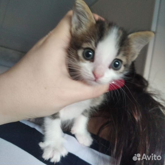 Кошка в дар бесплатно