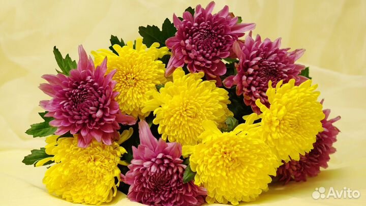 Букет из одноголовых хризантем 85 шт