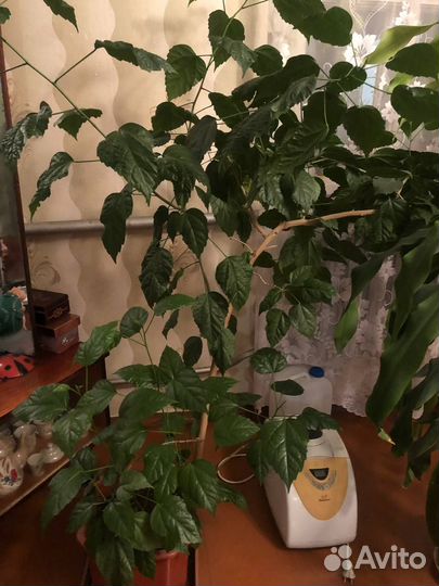 Комнатные домашние растения