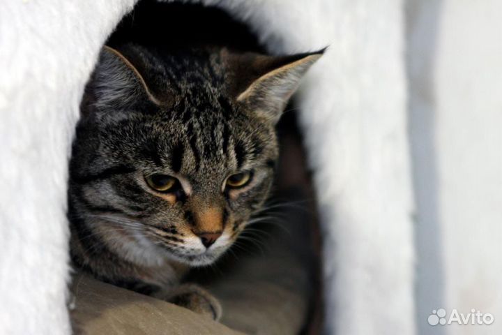 Европейская