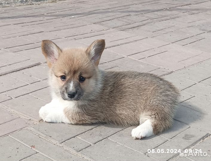 Вельш-корги щенки