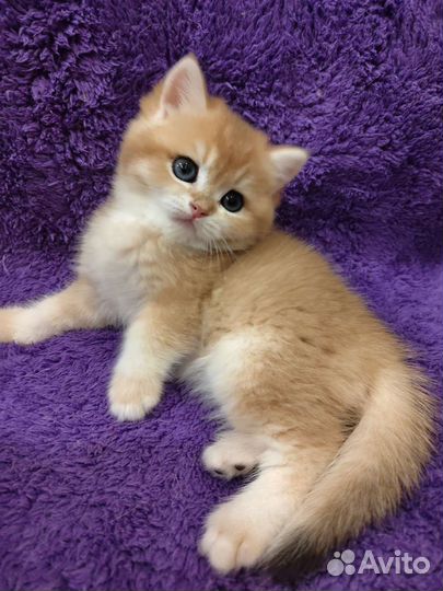 Золотой британский мальчик