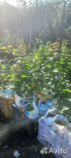 Абрикос районировпнный