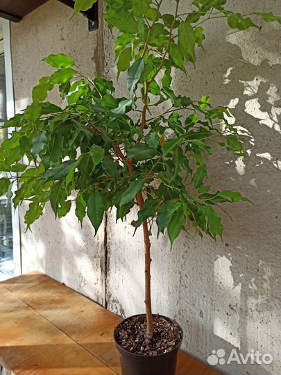 Фикус. Взрослое растение