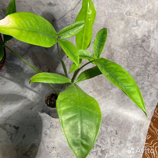 Сингониум ушковатый