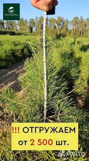 Саженцы сосны окс от производителя