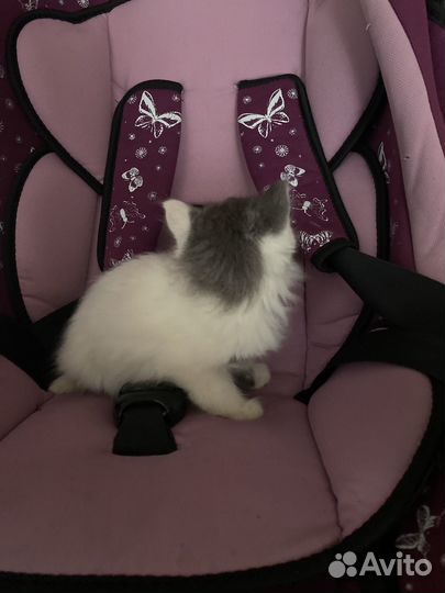 Котенок серо белый