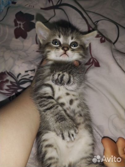 Котята бесплатно