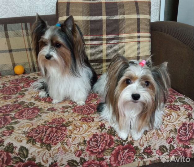 Щенок бивера