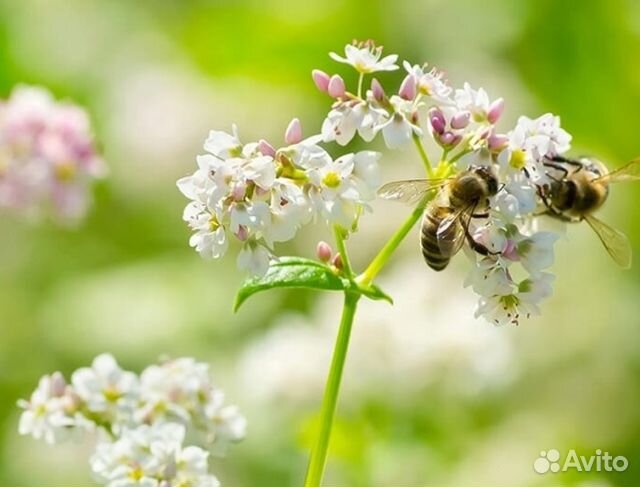 Мед 24 года Алтайский опт