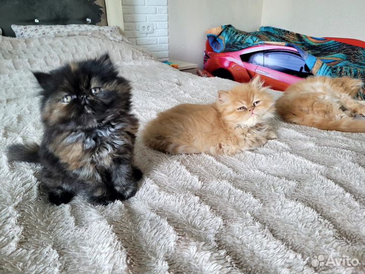 Персидские котята